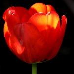 Tulipe      EOS90D     2020_04_20       Waltzing dans mon jardin